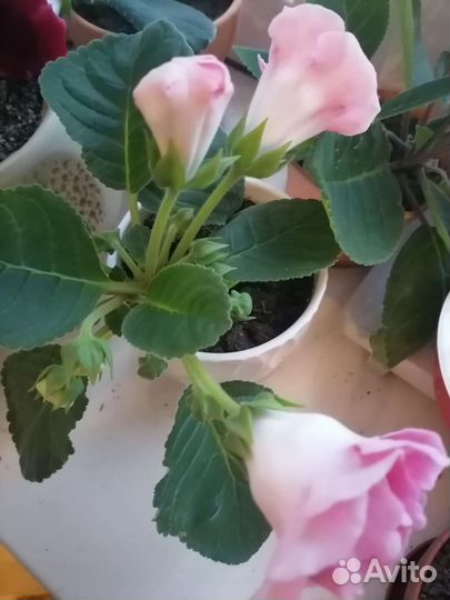 Глоксиния, комнатное растение