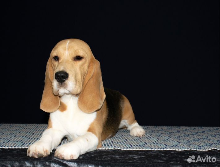 Щенки бигля