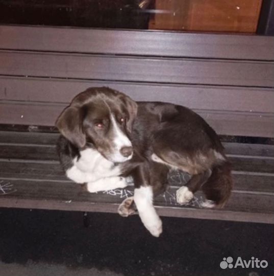 Молодой пем ищет дом