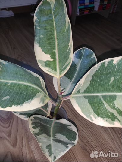 Фикус камуфляж эластика с новым горшком