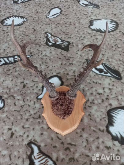 Рога косули