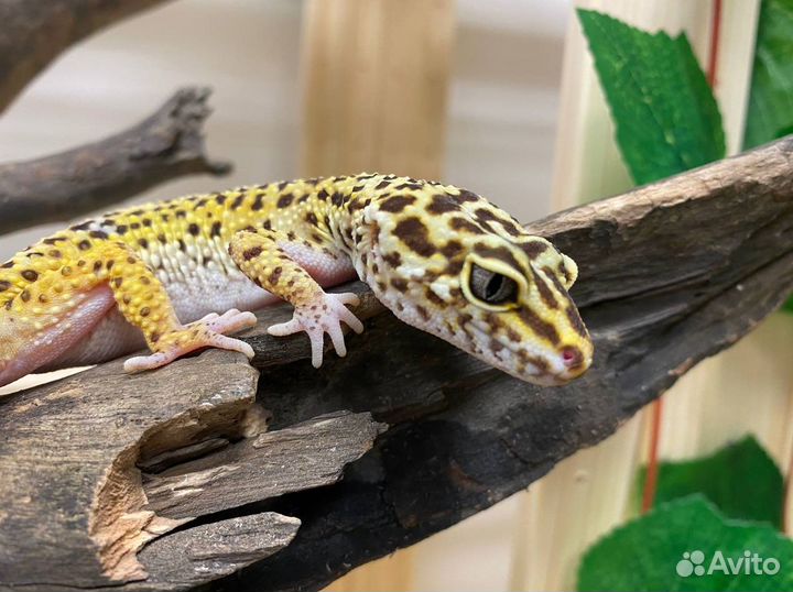 Эублефар с комплектом