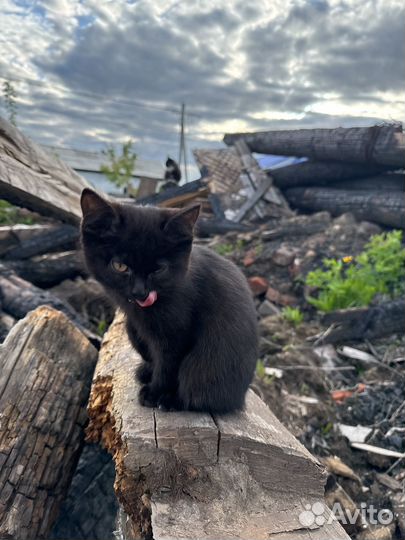 Домик для котят