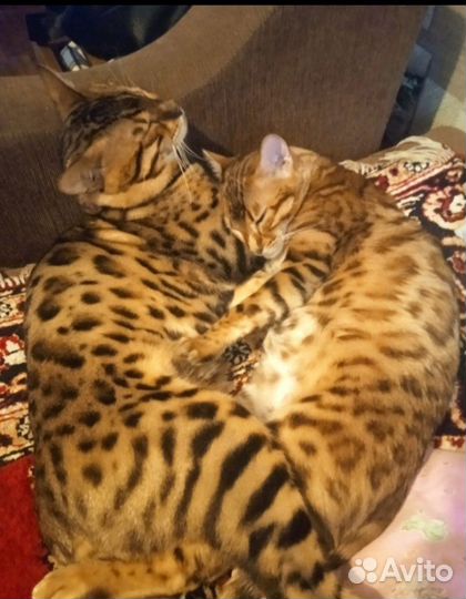 Бенгальская