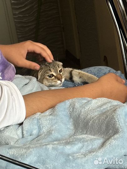 Кот в добрые руки