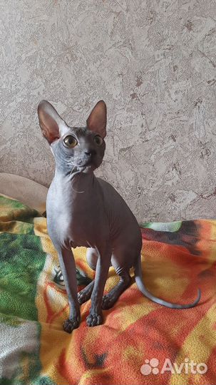 Донской сфинкс