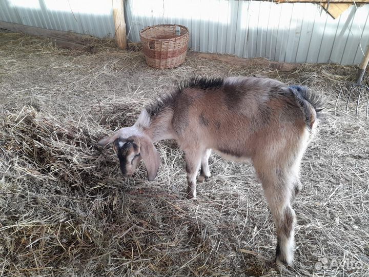 Козлята