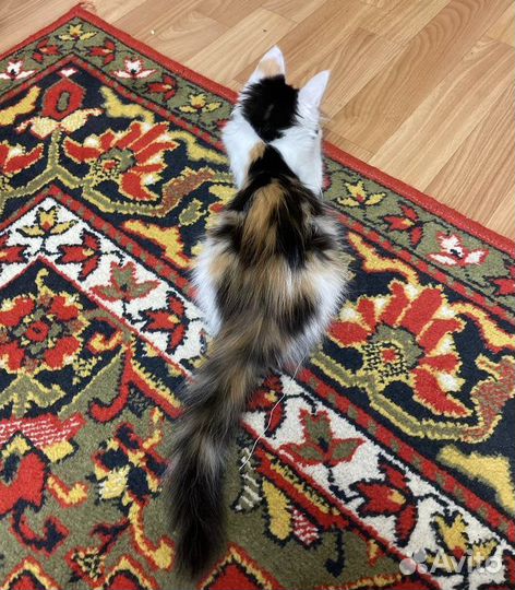 Счастье в дом