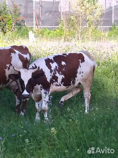 Айширская телка нетель 16 месяцев, покрыта