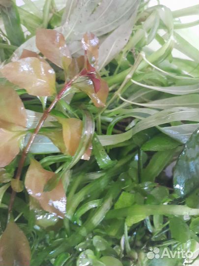 Трава для аквариума