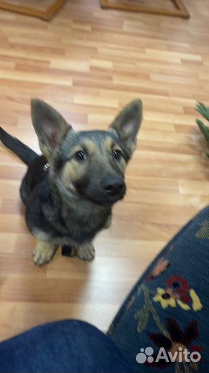 Щенок девочка