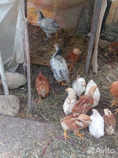 Цыплята. Петушки Джерийский гигант