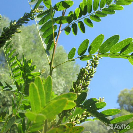 Семена Аморфа кустарниковая лат. Amorpha fruticosa