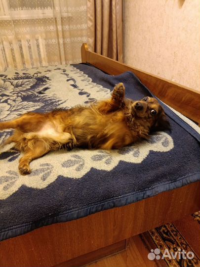 Кроличья длинношерстная такса