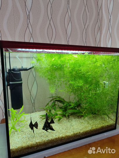 Аквариум