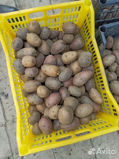 Семенной картофель