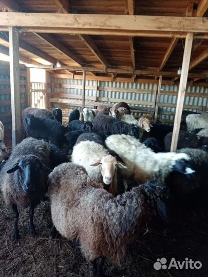 Овцематки с ягнятами