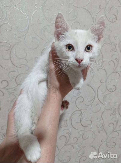 Котёнок
