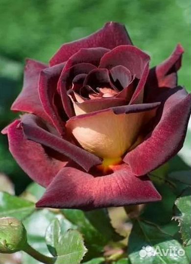 Саженцы роз растения на осень 2023г