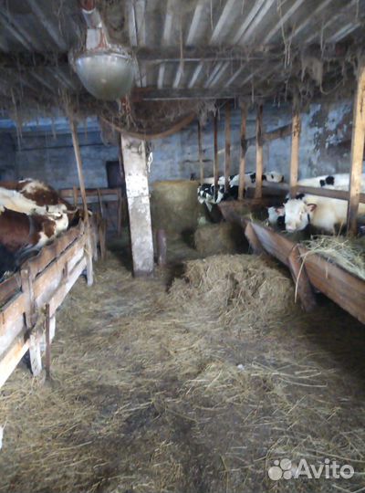 Ферма коровник