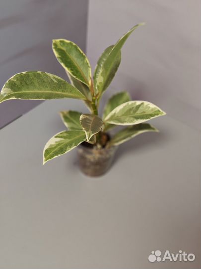 Фикусы сортовые