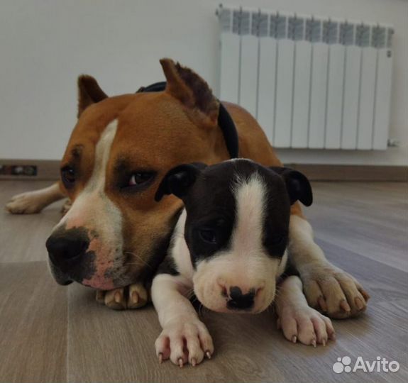 Породистая девочка ищет своих хозяев