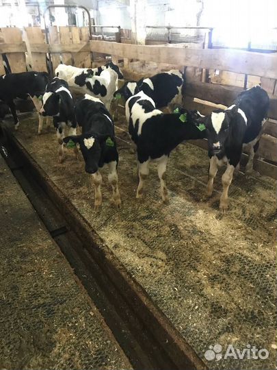 Телята, бычки, телки, крс