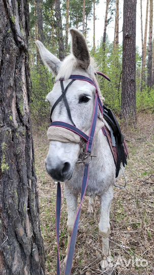 Лошади