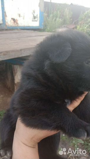 Щенки немецкой овчарки