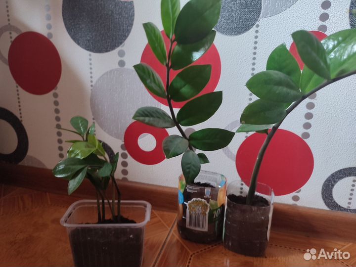 Замиокулькас