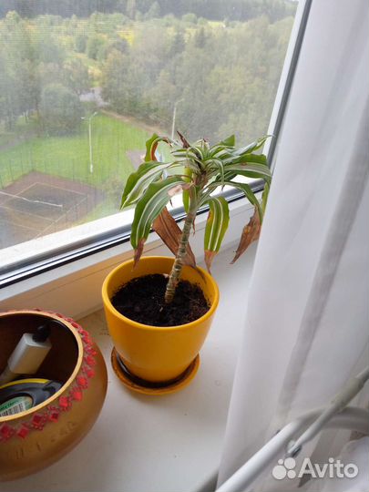 Драцена в добрые руки