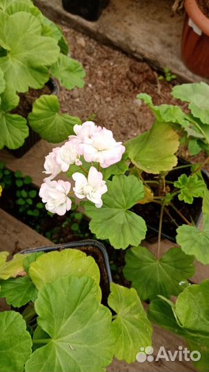 Герань пеларгония