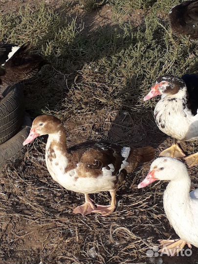 Мускусные утки