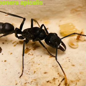 Neoponera, Pheidole, Pachycondila и др