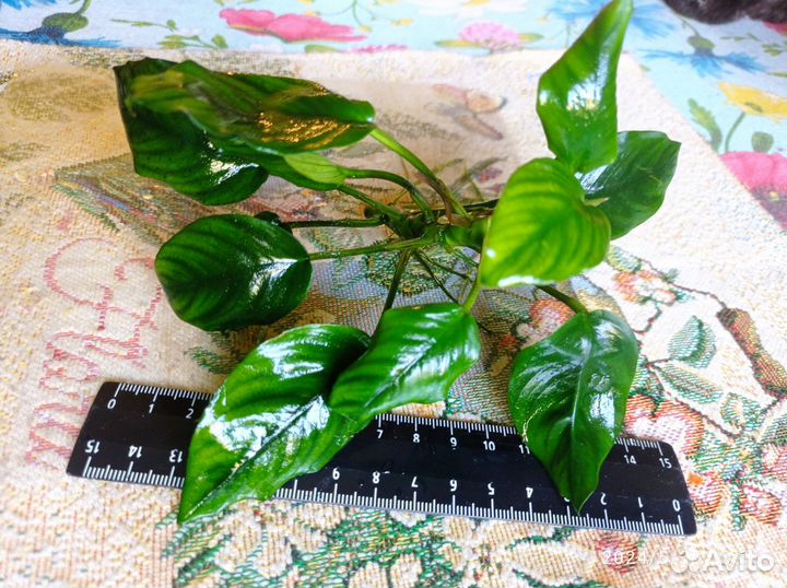 Анубиас, аквариумное растение