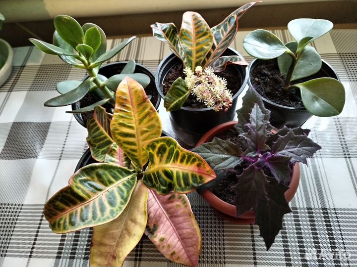 Комнатные растения цветы