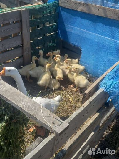 Гусята подрощенные