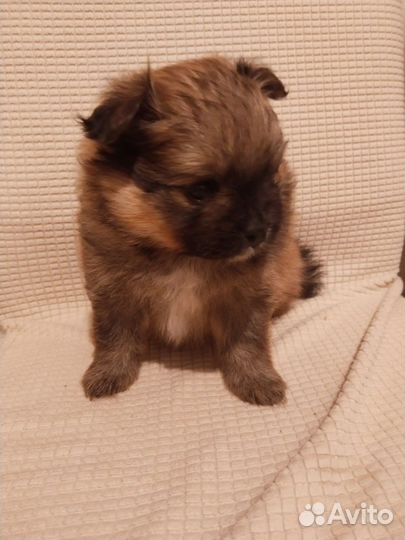 Малый немецкий шпиц щенки