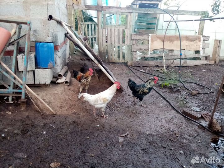 Молодые петушки