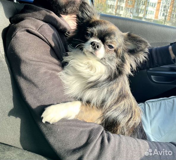 Тигровый Чихуахуа кобель, вязка