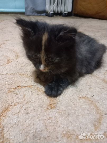 Котенок в добрые руки