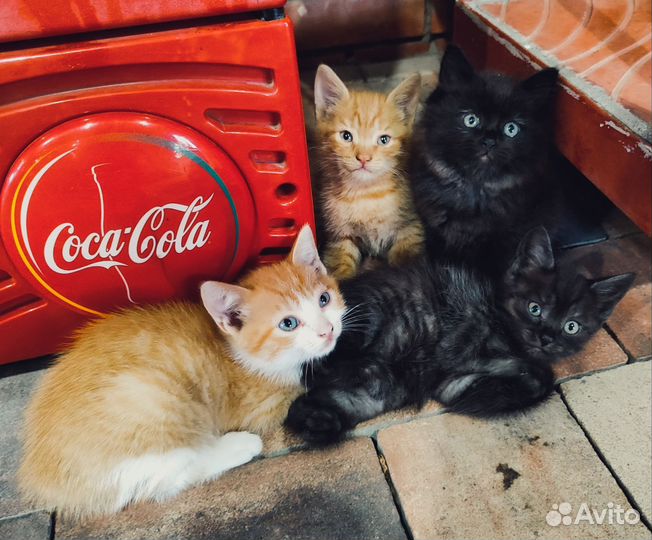 Кошка в дар