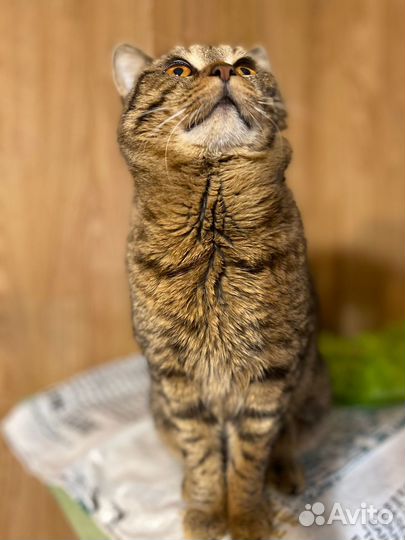 Красавчик кот Бруно