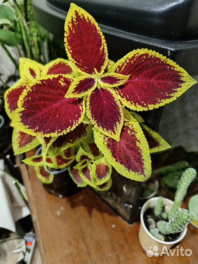 Комнатные цветы