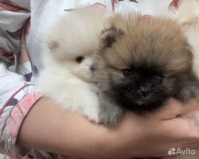 Померанский шпиц мини