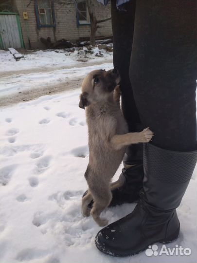 Две девчушки в добрые руки