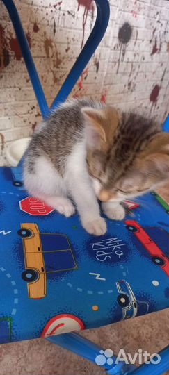 Котята сиамская