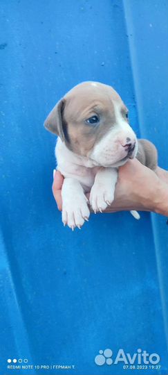 Стаффордширский терьер щенки