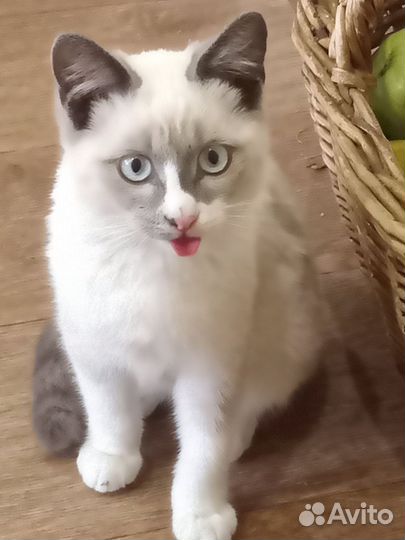 Котенок в добрые руки