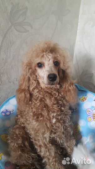 Пудель девочка